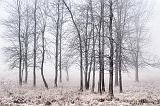 Trees In Fog & Frost_00946